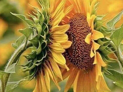 sunflowers-blue-ridge